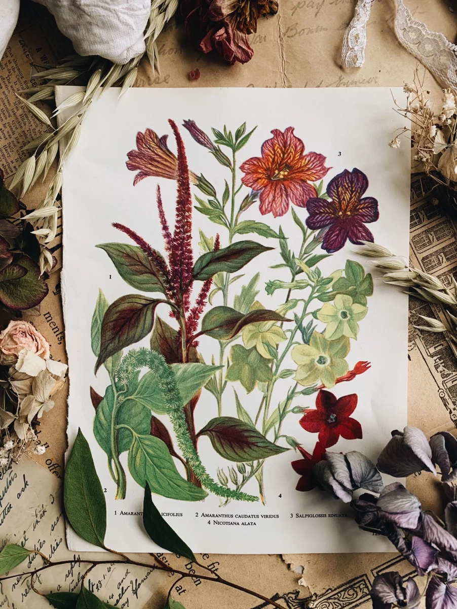 Vintage 1960’s Floral Garden Bookplate ~ Amaranthus - Image 2